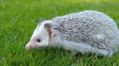 Lehetséges, hogy nekem adjon nekem tejet